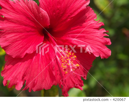 Hibiscus 420067