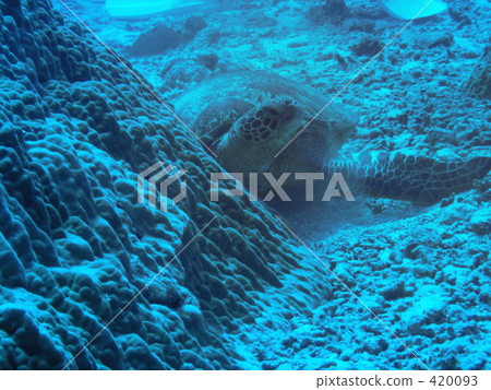 睡覺的婚姻 420093