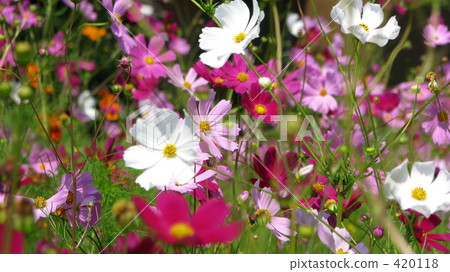Cosmos field Cosmos field 420118