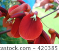 Flowers 420385
