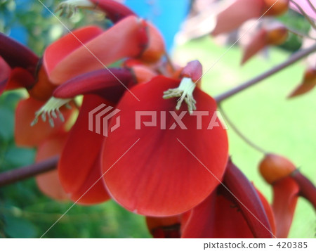 Flowers Flowers 420385