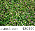 Torenia 420390