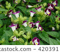 Torenia 420391