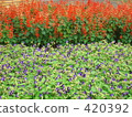 Torenia 420392