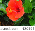 Hibiscus 420395