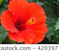 Hibiscus 420397