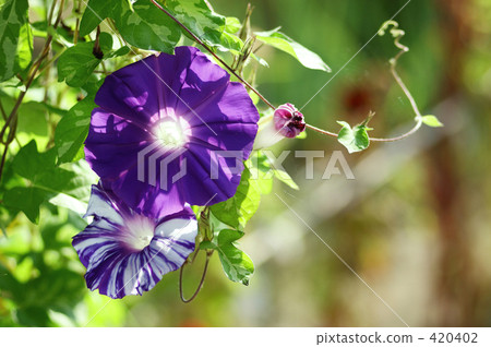 Morning glory Morning glory 420402