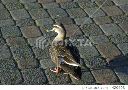 一隻鴨子走路 一隻鴨子走路 420408