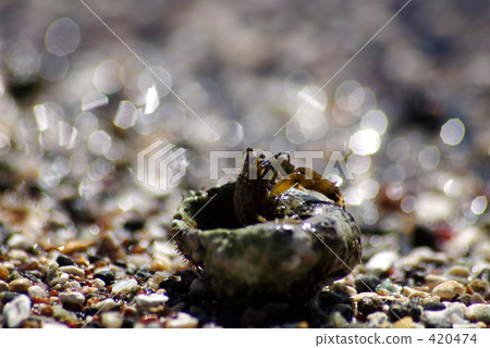 寄居蟹 寄居蟹 420474
