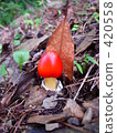 Autumn Mushroom Tamagotake 420558