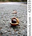 Toch nuts 420559