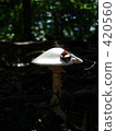 Fall mushroom 420560