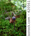 autumn 420561