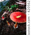Autumn mushroom tamagotake 420562