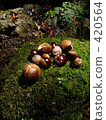 autumn 420564