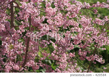 櫻花 420584