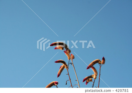 Aozora and noogite Aozora and noogite 420781