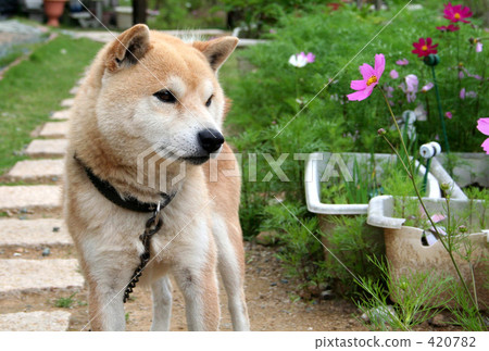 Shiba Inua to see the flowers 420782