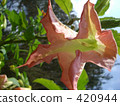 Angel trumpet 420944
