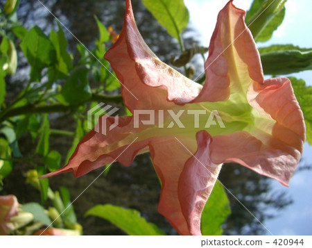 Angel trumpet 420944