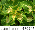 Coleus 420947