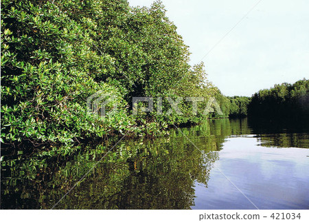 紅樹 紅樹 421034