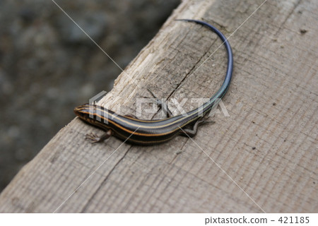 A lizard 421185