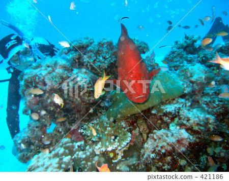 Huge red fish 421186