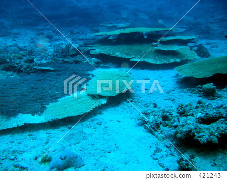 Table coral Table coral 421243