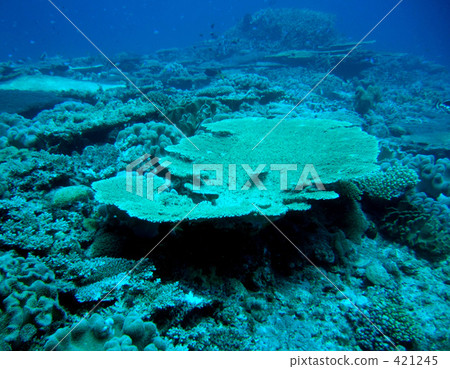 Table coral 421245