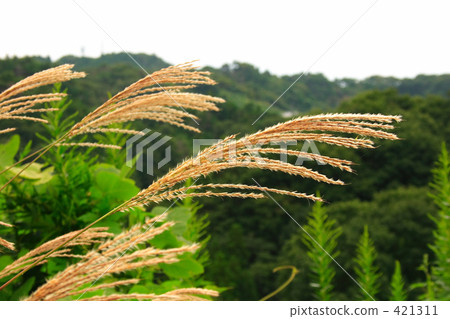 芒草 芒草 421311