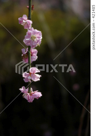 plum	 421485