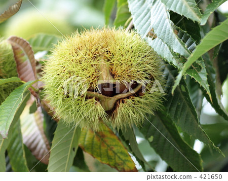 Chestnut Chestnut 421650