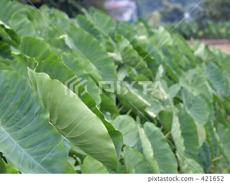 Potato leaves Potato leaves 421652