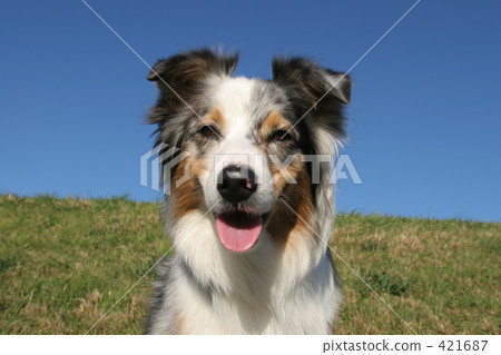 Smiling dog Smiling dog 421687