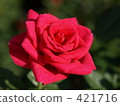 玫瑰紅 421716
