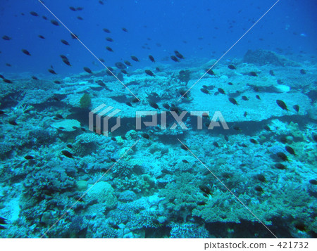Coral reef 421732