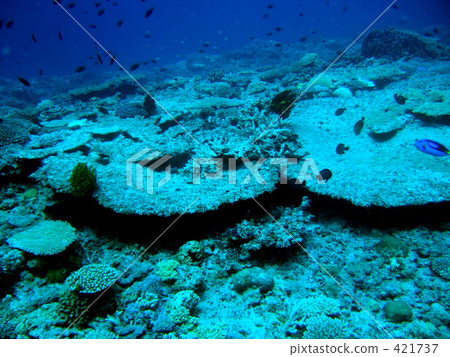 Coral reef 421737