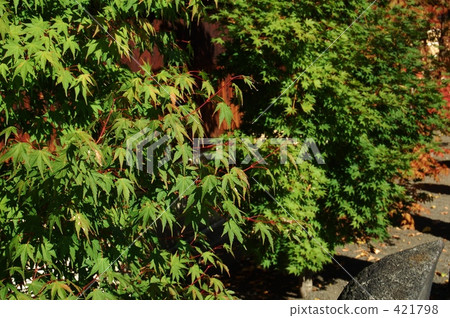 hirosaki park, defocused, Majority 421798