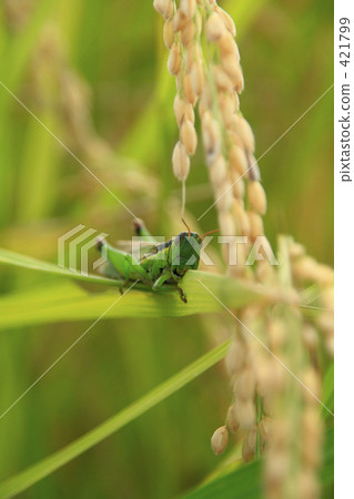 Locusts eating leaves of rice 421799