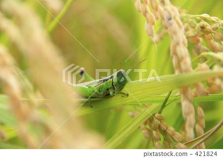 Locust sniffing rice leaves 421824