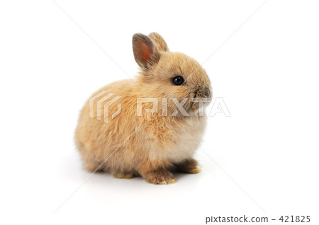Usagi's Baby 421825