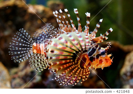 tropical fish, saltwater fish, fish 421848