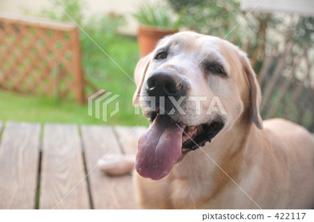 Dog Dog 422117