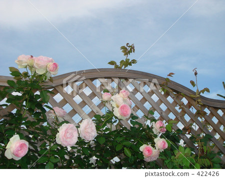 Rose garden 422426