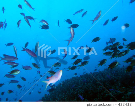 diving diving 422438
