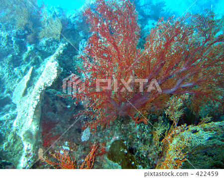 Coral Coral 422459