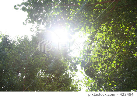 Green backlight 422484