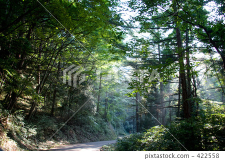 forest road, woodland path, sunshine filtering through foliage 422558