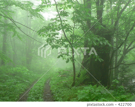 Shirakami no Mori 422700